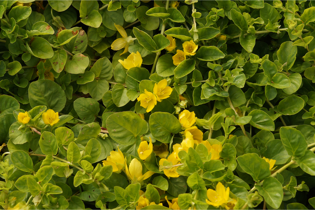 Lysimachia nummularia - Pfennigkraut, Münzkraut