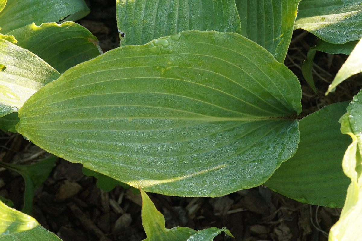 Hosta Hybride 'Red October' - Funkie