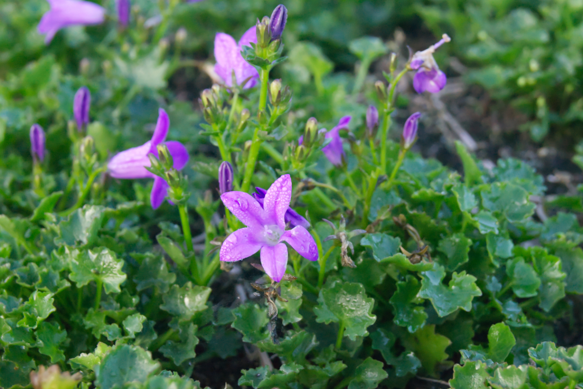Campanula portenschlagiana 'Resholt' - Teppichglockenblume, Polsterglockenblume