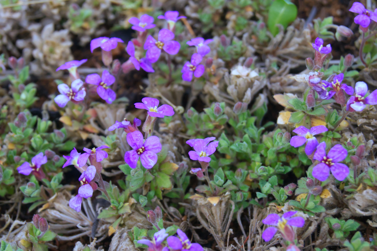 Aubrieta Hybride 'Hürth'