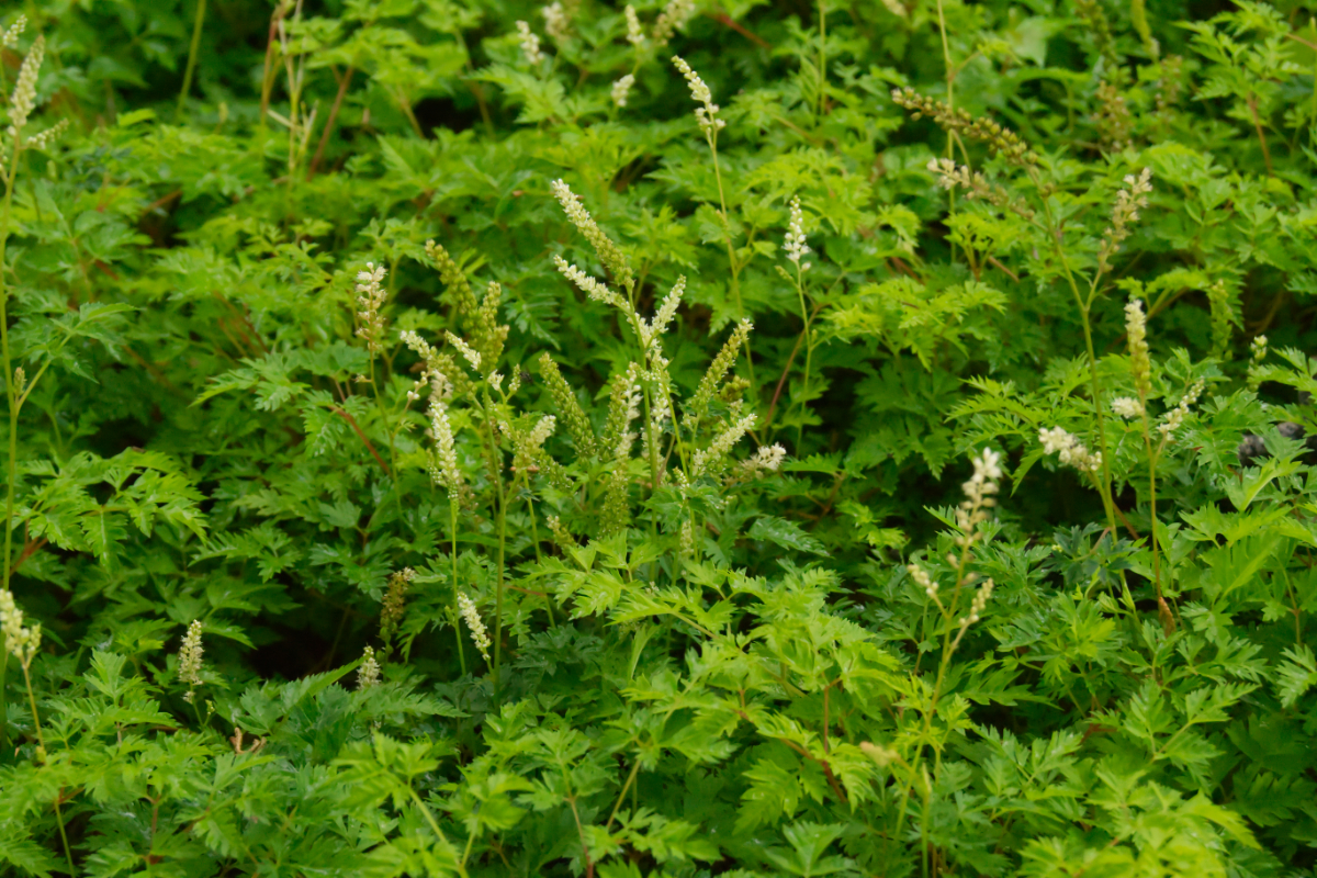 Aruncus aethusifolius - Zwerg-Geißbart