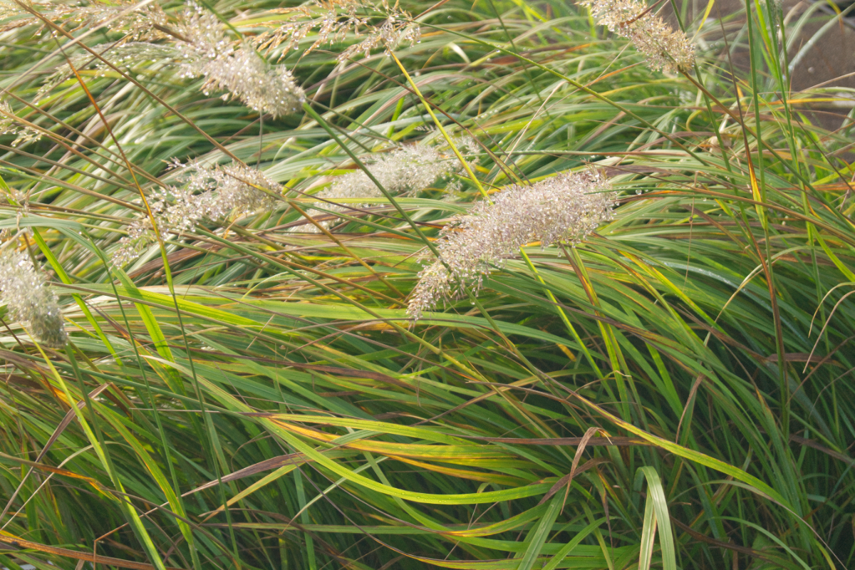 Calamagrostis arundinacea var.brachytricha
