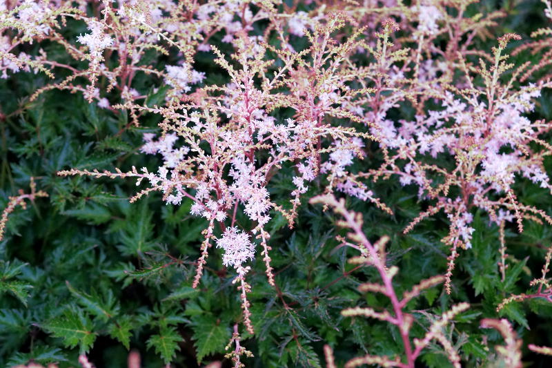 Astilbe Glaberrima-Hybr. 'Sprite'