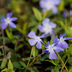 Vinca minor var. sabinka
