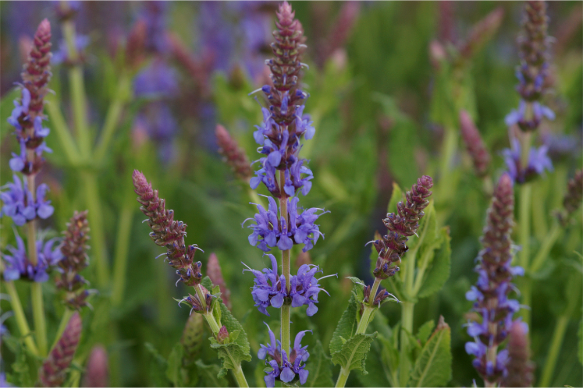 Salvia nemorosa 'Blauhügel'