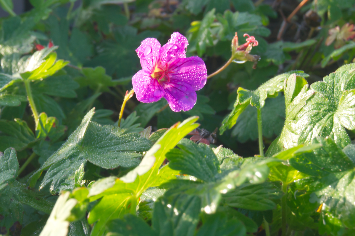 Geranium Sanguineum-Hybride 'Dilys' - Blutstorchschnabel