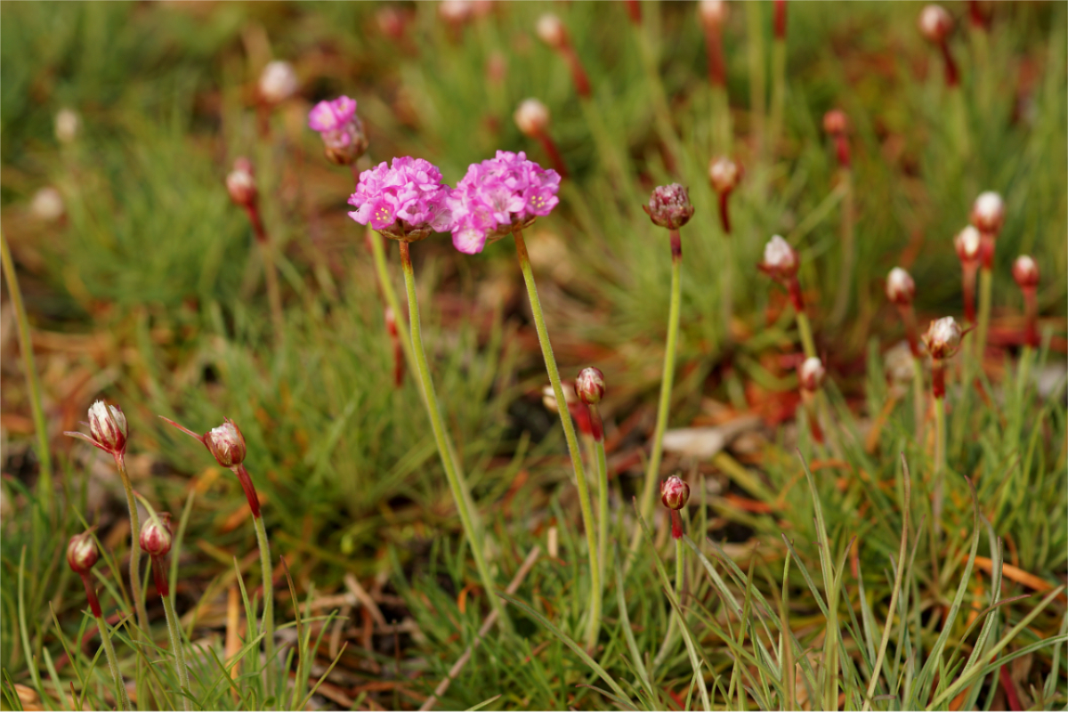 Armeria maritima 'Splendens'