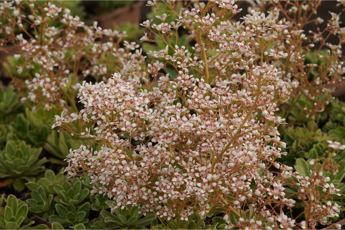 Saxifraga Hybride 'Southside Seedling' - Krustiger Steinbrech