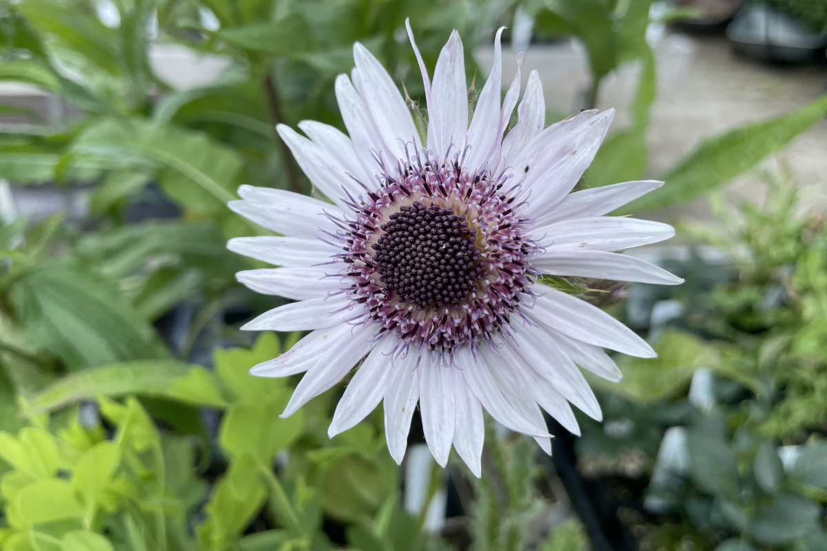 Berkheya purpurea - Südafrikanische Purpurdistel