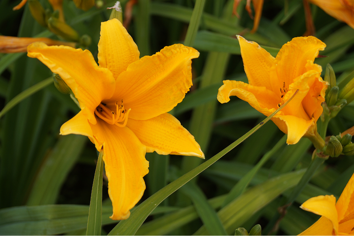 Hemerocallis Hybride 'Burning Daylight'