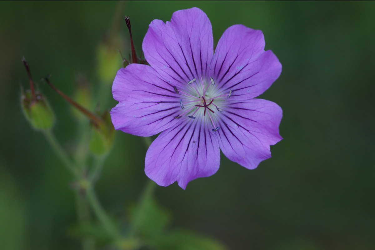 Geranium Gracile-Hybr. 'Sirak' - Storchschnabel
