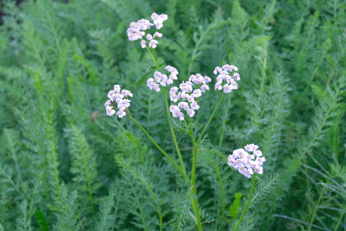 Achillea millefolium