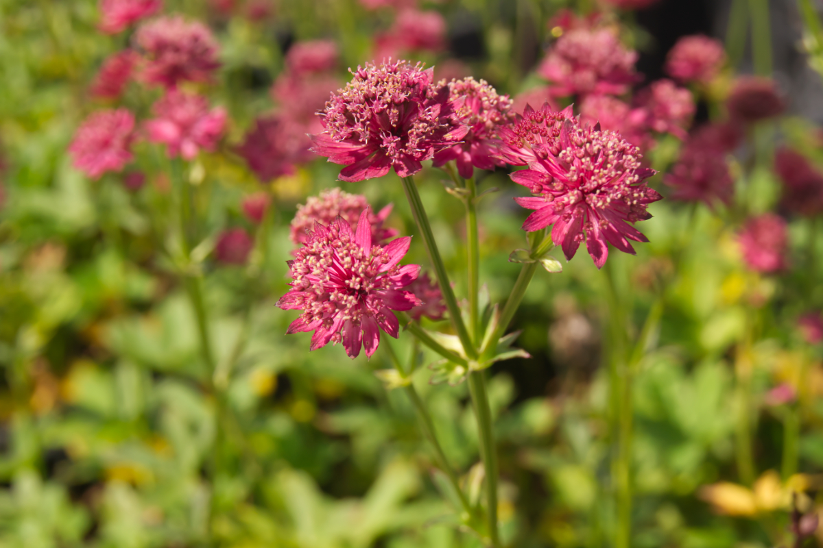 Astrantia major 'Venice' - Sterndolde