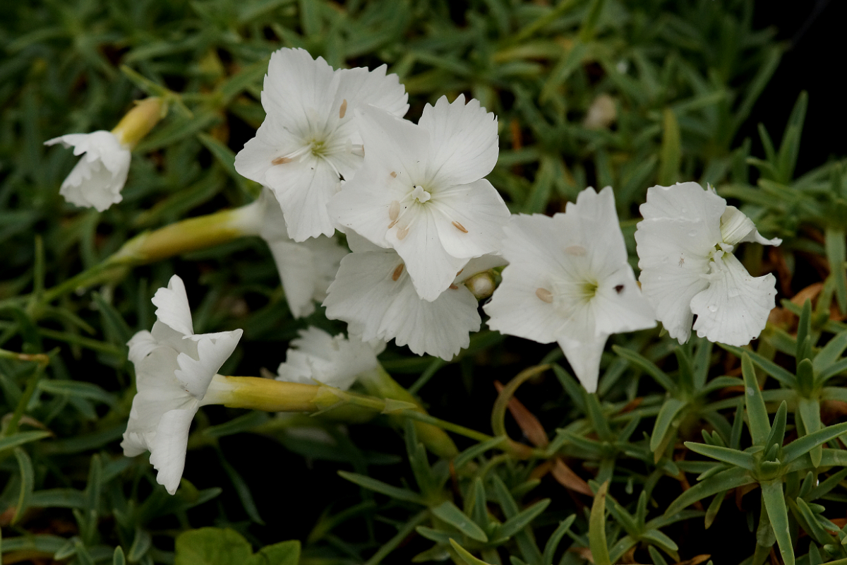 Dianthus Gratianopolitanus-Hybr. 'La Bourboule Blanche'