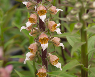 digitalis_lanata_1-teaser
