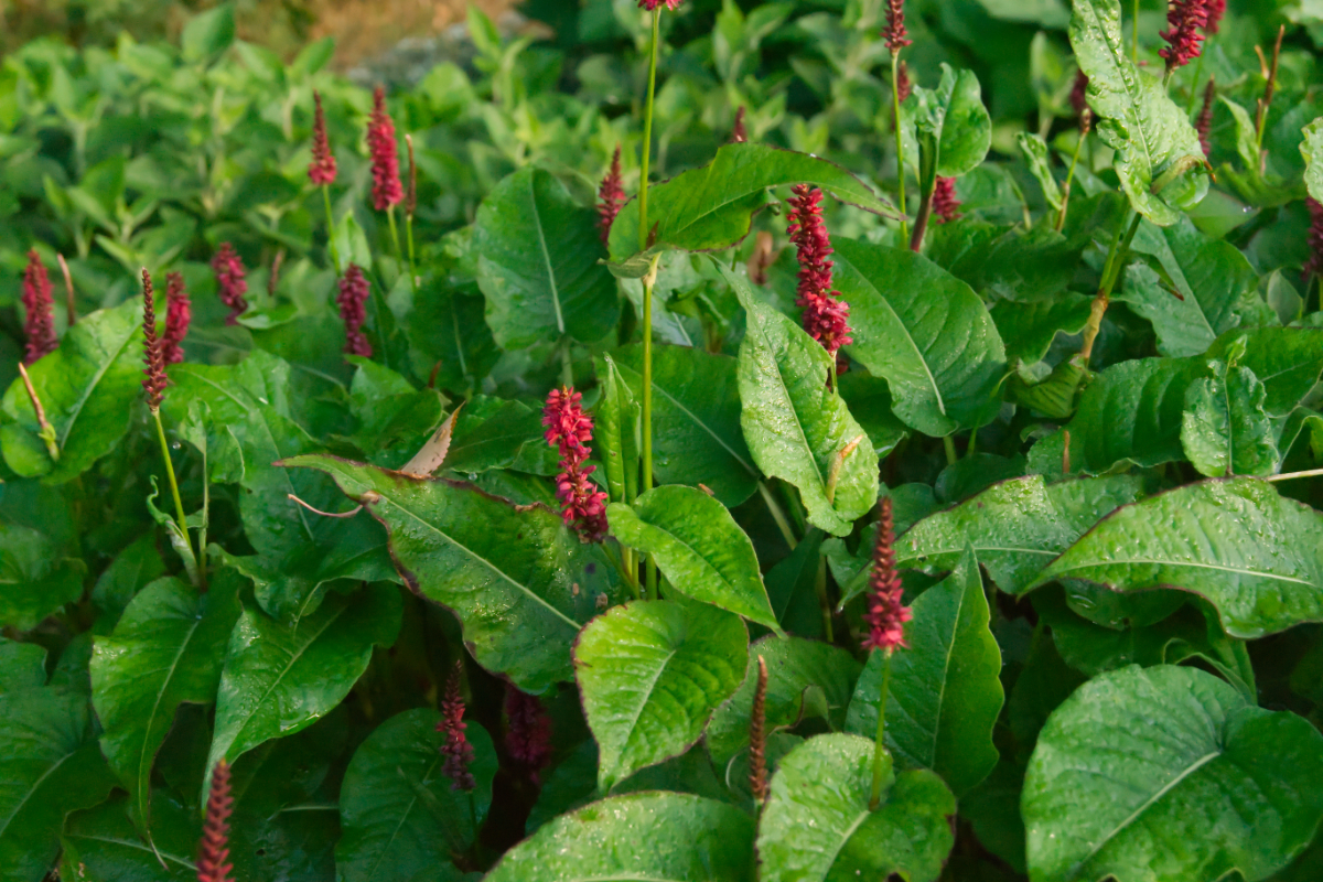 Bistorta amplexicaulis 'Blackfield' (R)