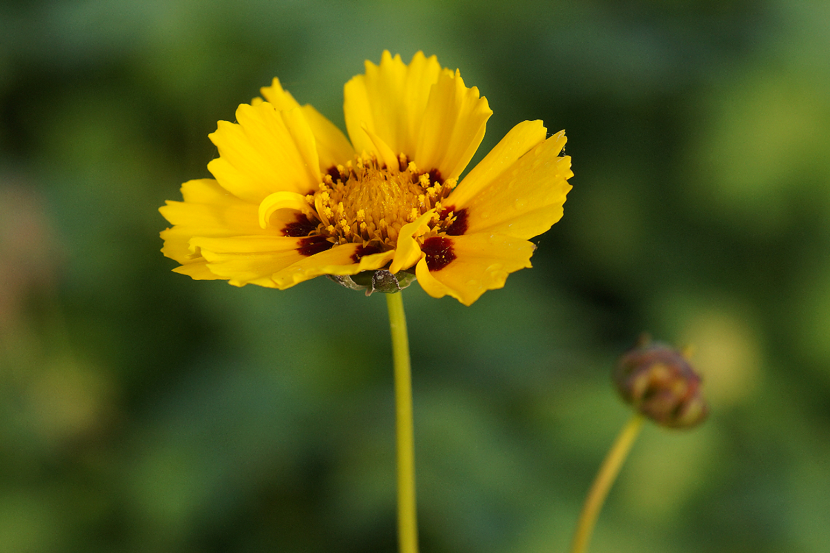 Coreopsis lanceolata 'Sterntaler'
