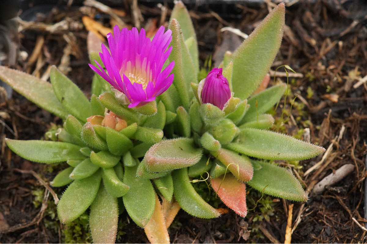 Delosperma sutherlandii - Staudenmittagsblume