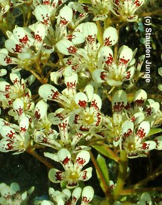 Saxifraga Hybride 'Southside Seedling'