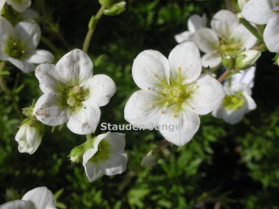 Saxifraga Arendsii-Hybr. 'Schneezwerg'