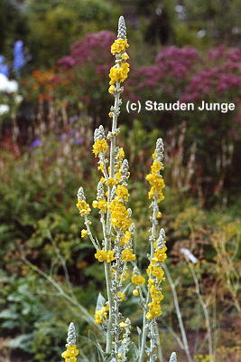 Verbascum olympicum - Königskerze