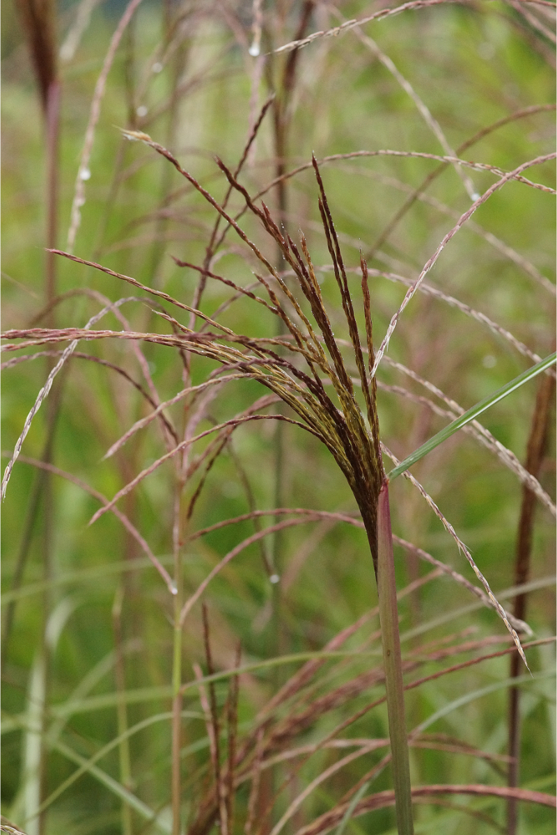 Miscanthus sinensis 'Malepartus'
