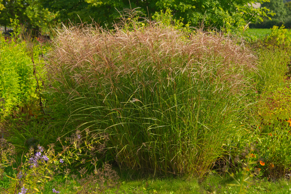 Miscanthus sinensis 'Kleine Fontäne'
