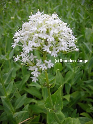 Centranthus ruber 'Albus'