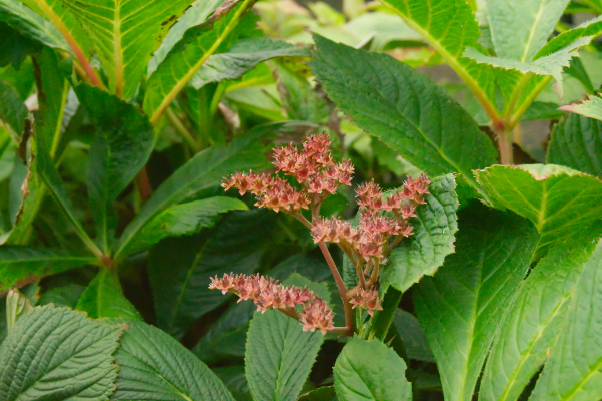 Rodgersia henrici 'Die Stolze'