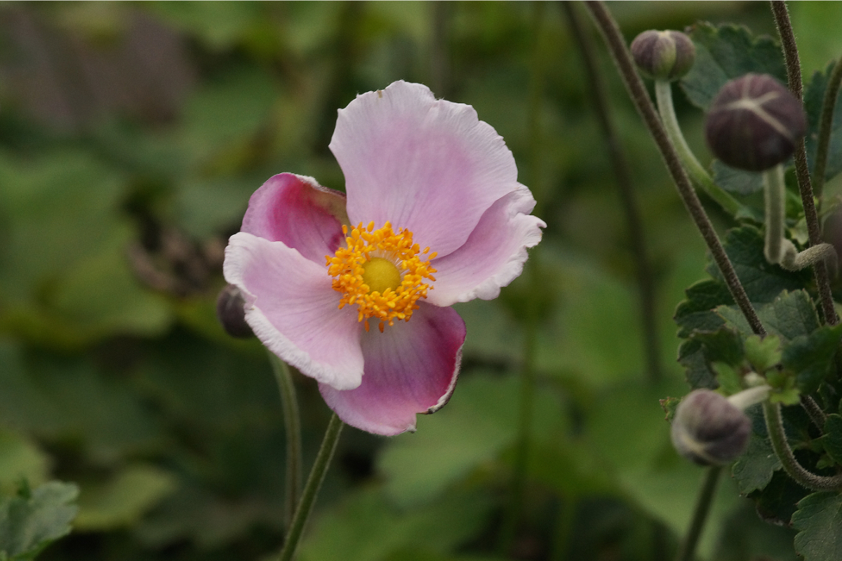 Anemone hupehensis 'Septembercharme' - Herbstanemone