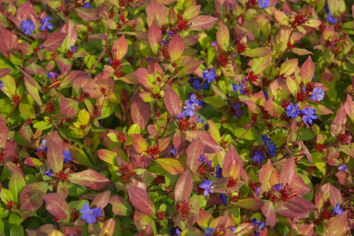 Ceratostigma plumbaginoides