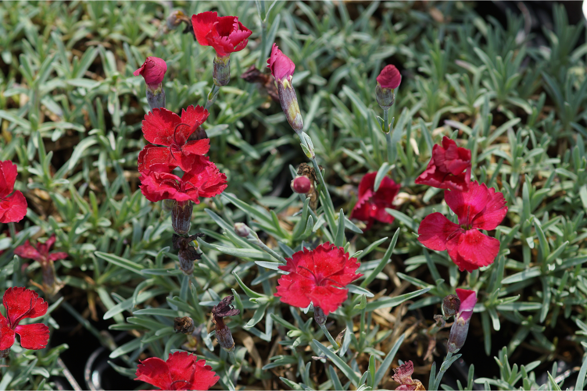 Dianthus Gratianopolitanus-Hybr. 'Rubin' - Pfingstnelke