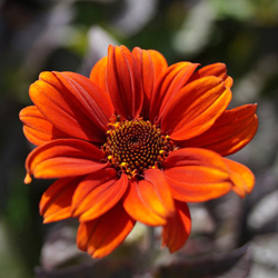 blog-heliopsis_scabra_bleeding_hearts_04.jpg