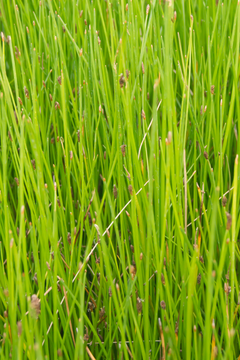 Eleocharis palustris