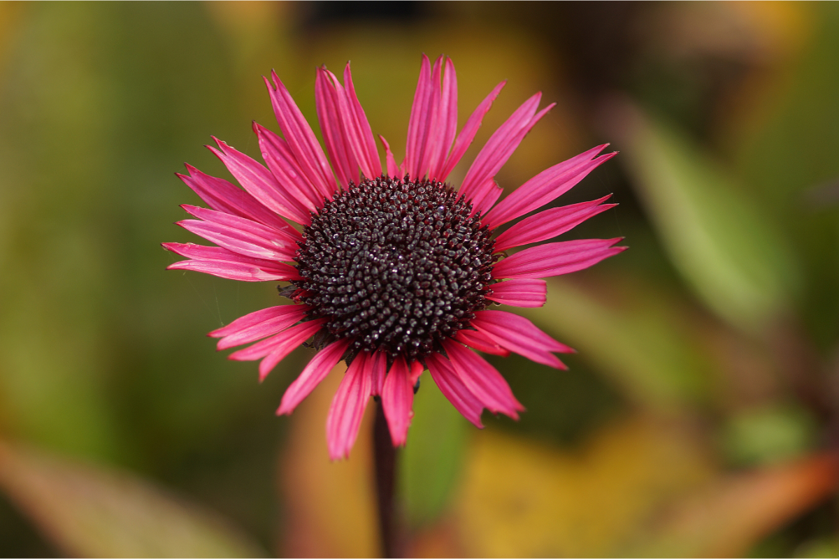 Echinacea purpurea 'Fatal Attraction' (R)