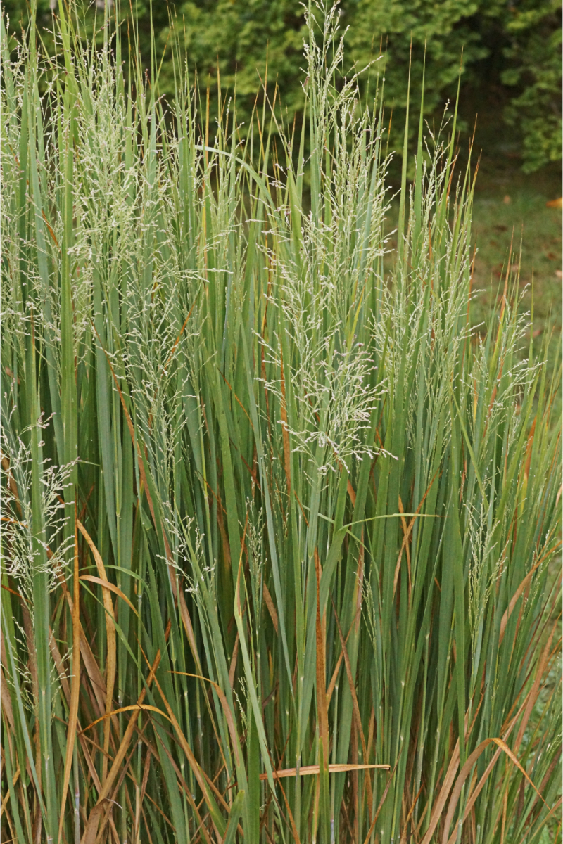 Panicum virgatum 'Northwind'