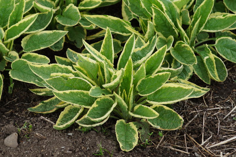 Symphytum uplandicum 'Variegatum'
