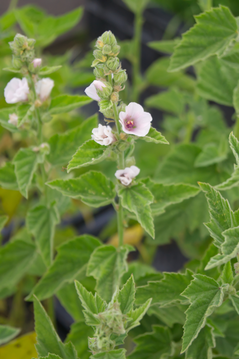Althaea officinalis - Echter Apotheker-Eibisch, Samtpappel