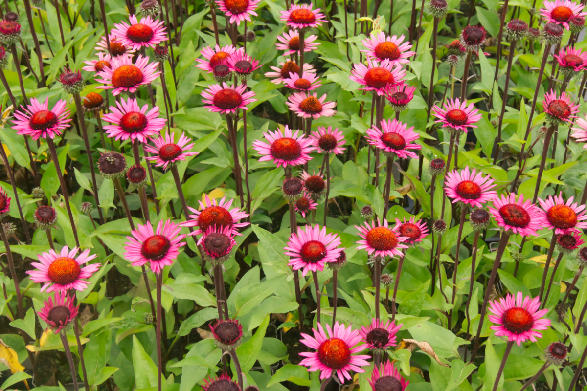 Echinacea purpurea 'Fatal Attraction' (R)