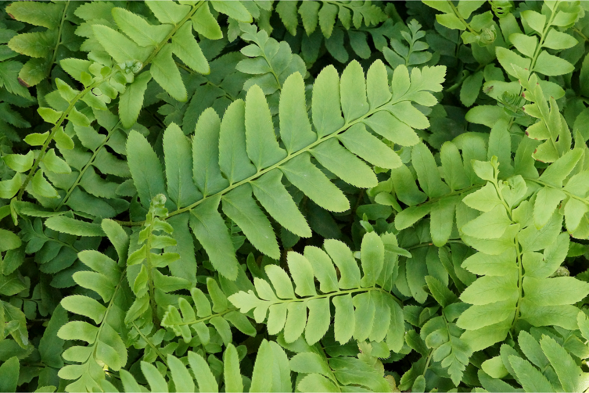 Polystichum acrostichoides gen. - Amerikanischer Weihnachtsfarn