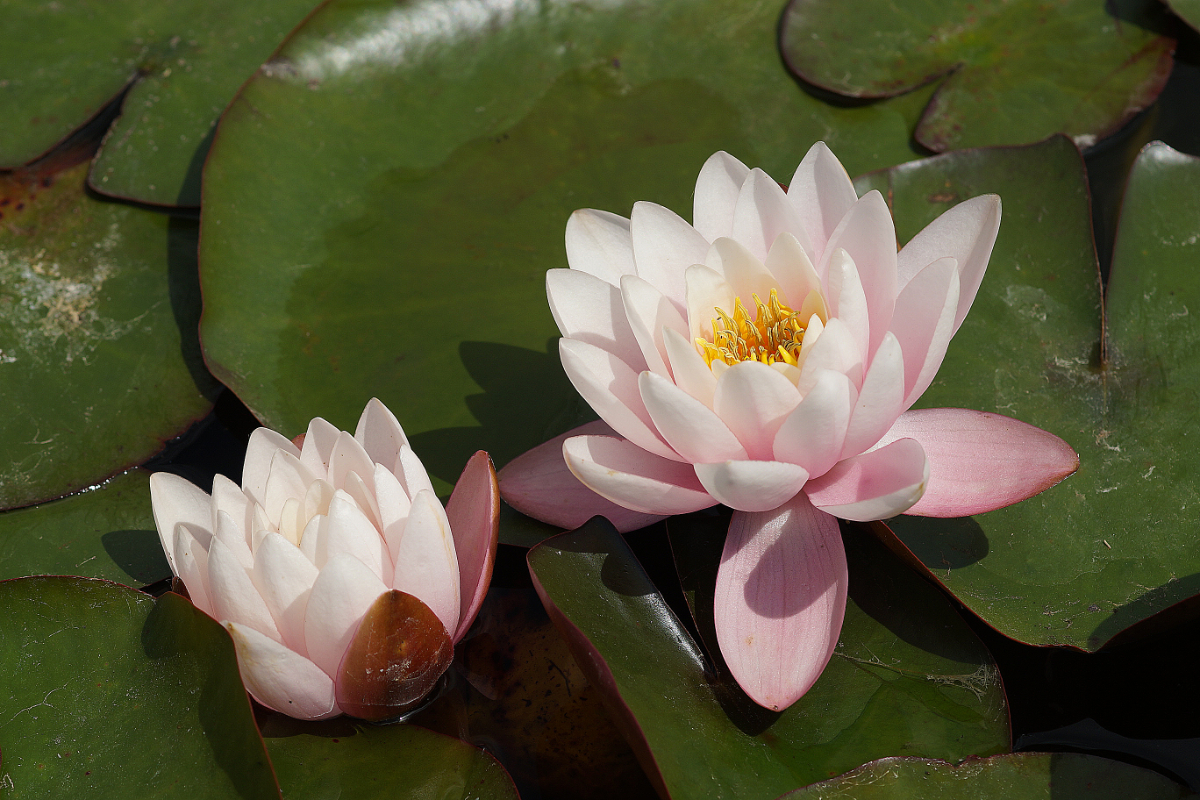 Nymphaea Hybride 'Anna Epple'