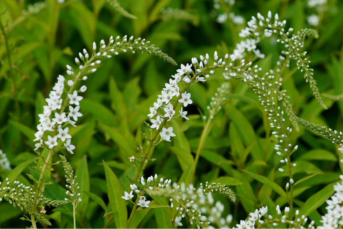 Lysimachia clethroides 'Snowcandle'