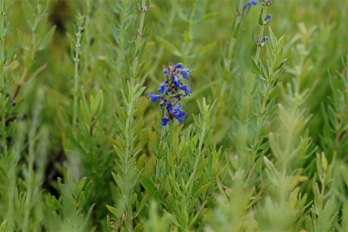 Hyssopus officinalis ssp.aristatus - Grannen-Ysop, Zwerg-Ysop