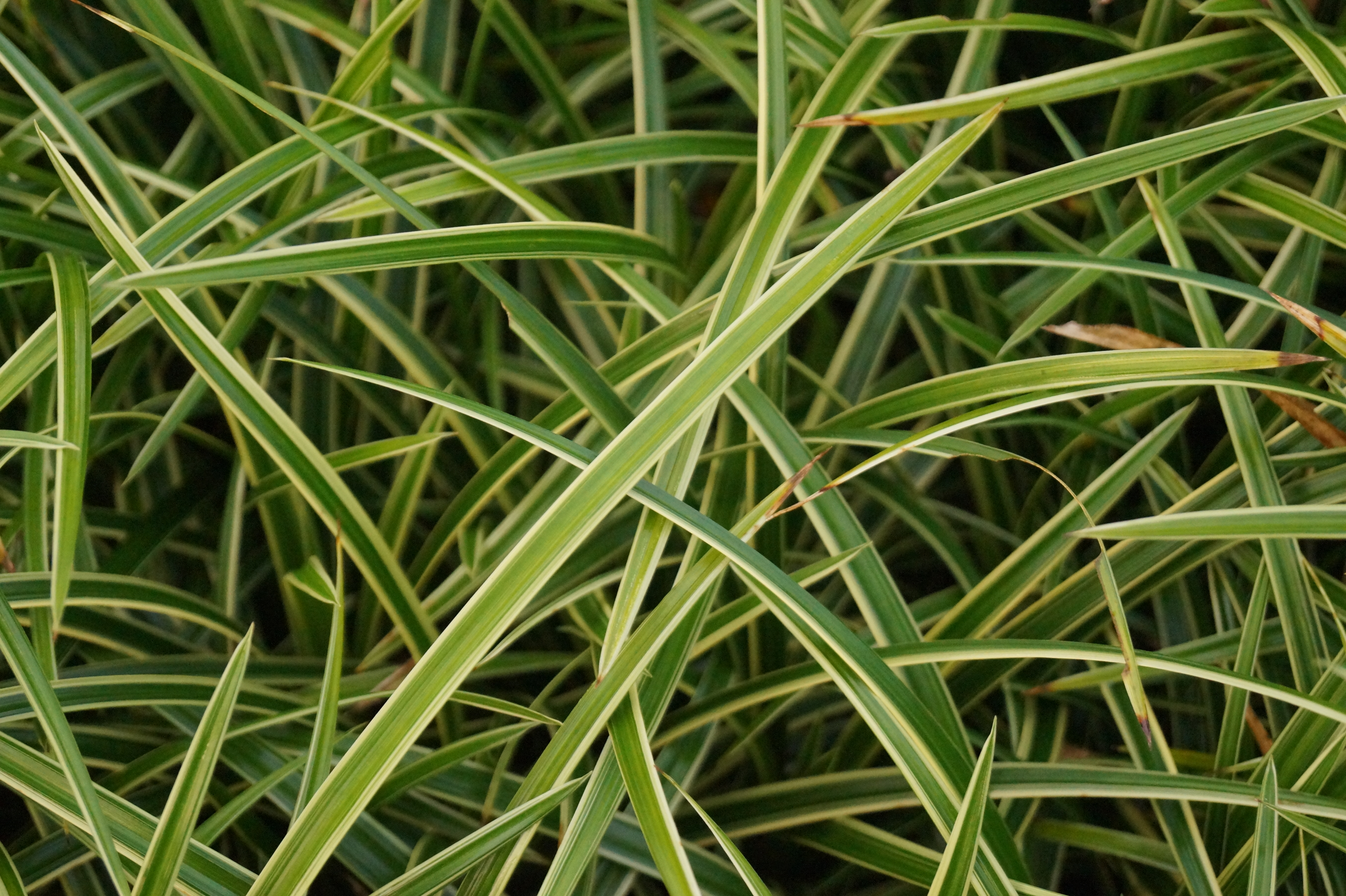 Carex foliosissima 'Ice Dance'