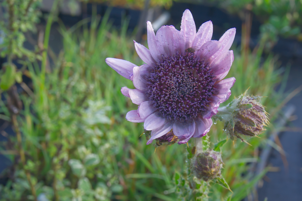 Berkheya purpurea