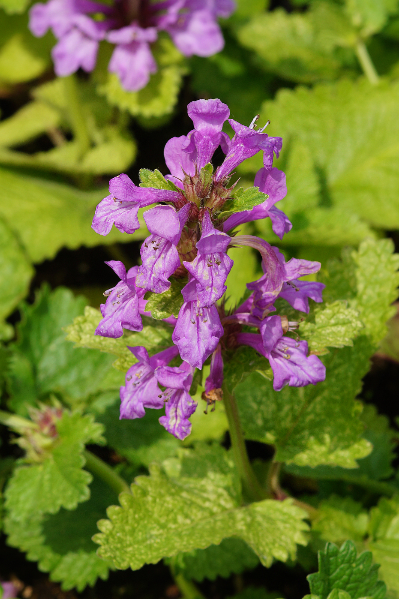 Betonica macrantha 'Superba'(Stachys grandiflora 'Superba')