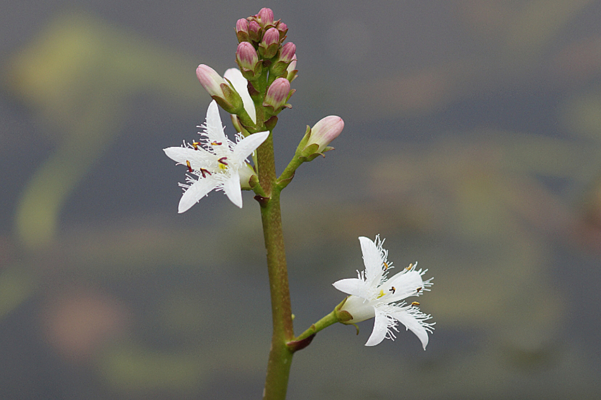 Menyanthes trifoliata - Fieberklee