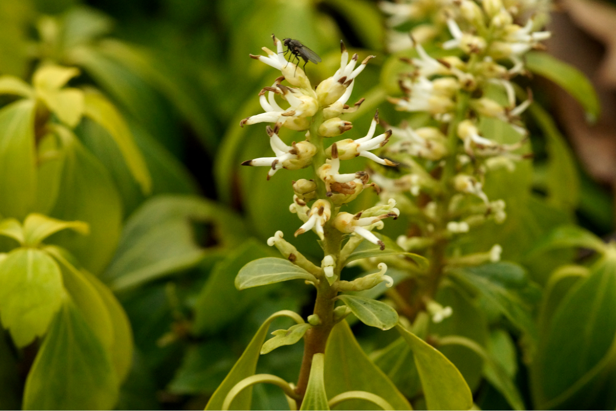 Pachysandra terminalis - Dickmännchen, Ysander