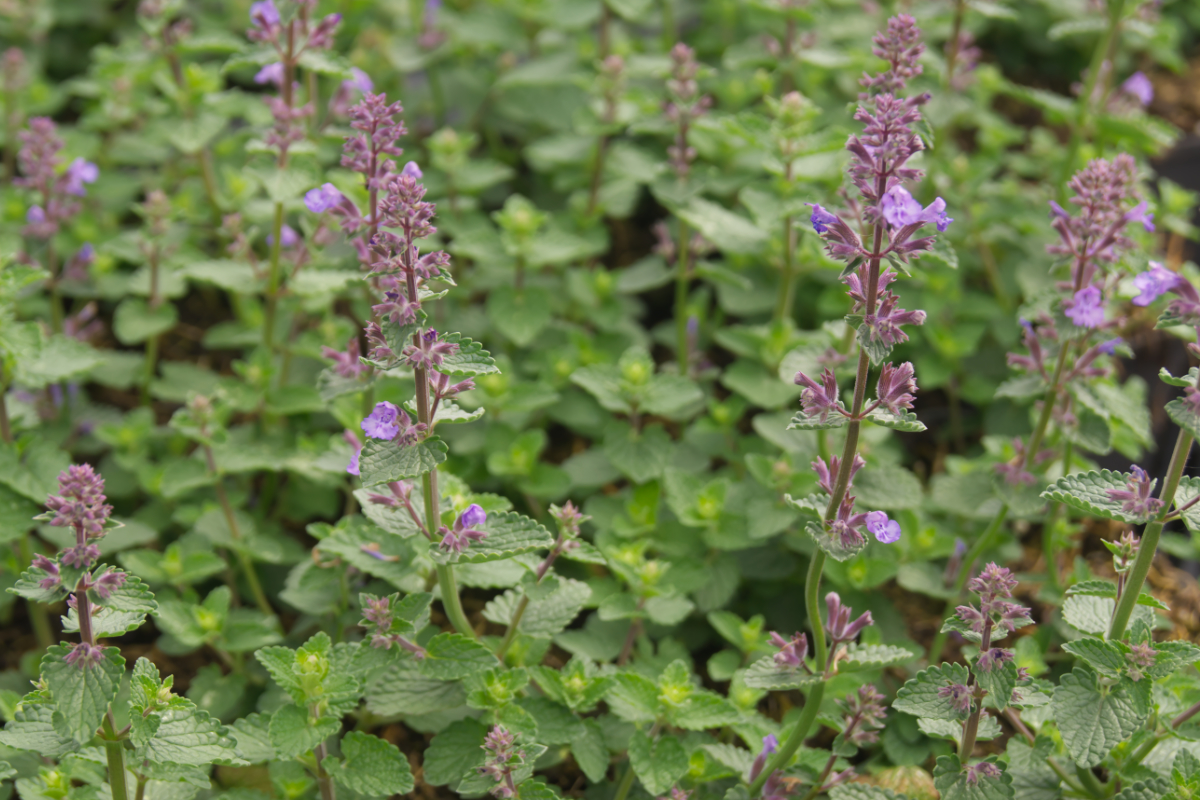 Nepeta x faassenii 'Cat's Pajamas' (R)