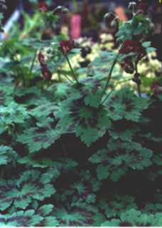 Geranium phaeum 'Samobor'